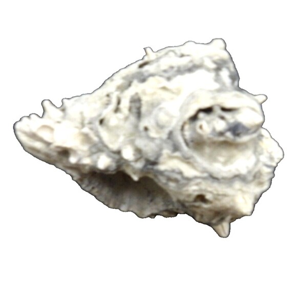 Unique Gray Conch Fossil Seashell Sea Shell Whelk Nautical Crafting Real Beach - Picture 1 of 6